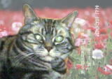 ヨウちゃんのメモリアル写真　ペット葬儀日：２０１０年５月５日　千葉県よりご依頼